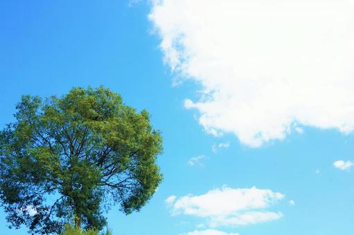 木と空 木と空の写真
