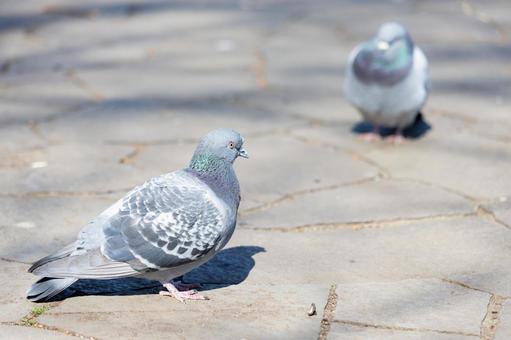 鳩 出会い 鳩 出会いの写真