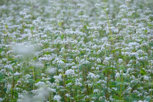 蕎麦の花 蕎麦の花,蕎麦,白い花の写真素材