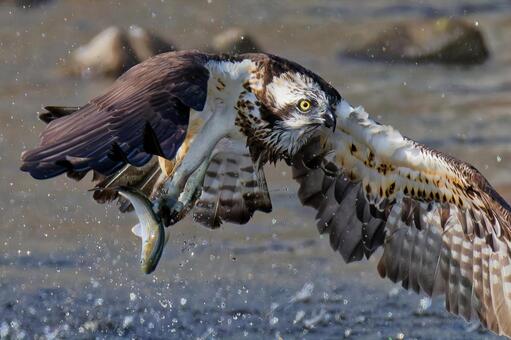 魚を捕まえて飛び出すミサゴ ミサゴ,鶚,ウオタカの写真素材
