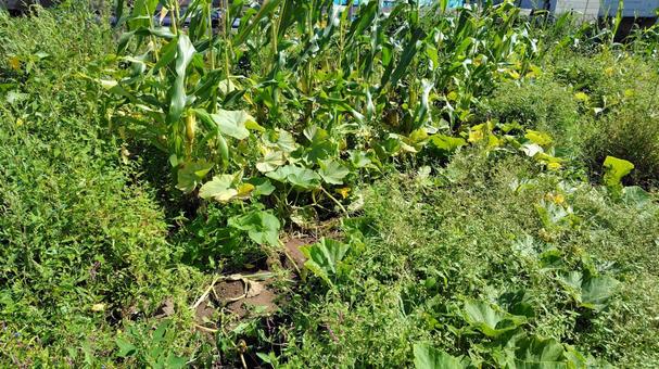 空き地の雑草 雑草,草,花の写真素材