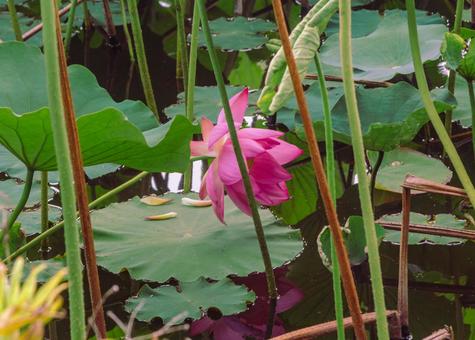 ハスの花4 ハスの花4の写真
