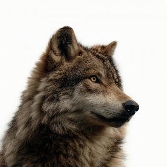 鋭い眼光を持つ精悍なオオカミ 鋭い眼光を持つ精悍なオオカミの写真