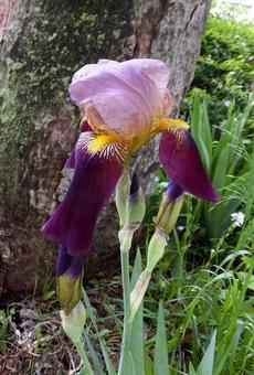 ジャーマンアイリス [German iris]-003の写真