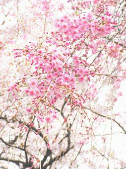 桜 桜の写真