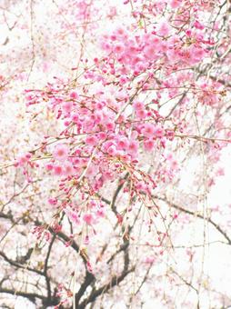 Cherry Blossoms, cherry blossoms, cherry blossoms, sorry, JPG