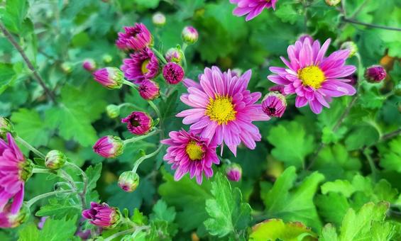 スプレー菊 菊,花,植物の写真素材
