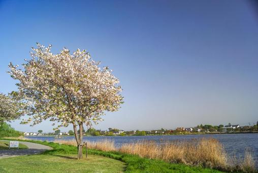 cherry blossoms, natural, sunny, sky, JPG