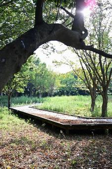 木漏れ日が導く夏の遊歩道 木漏れ日が導く夏の遊歩道 遊歩道,木製,木道の写真素材