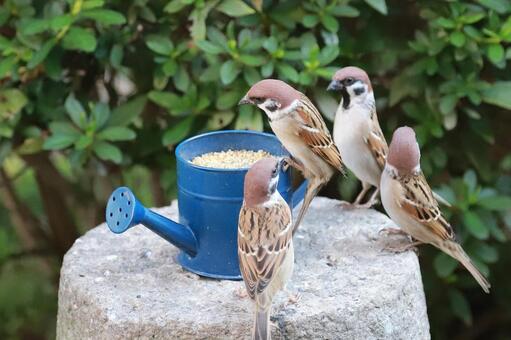 すずめ給餌 野鳥,ことり,スズメの写真素材