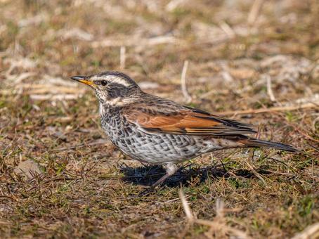 地面を歩くツグミ 地面を歩くツグミ ツグミ,野鳥,鳥の写真素材