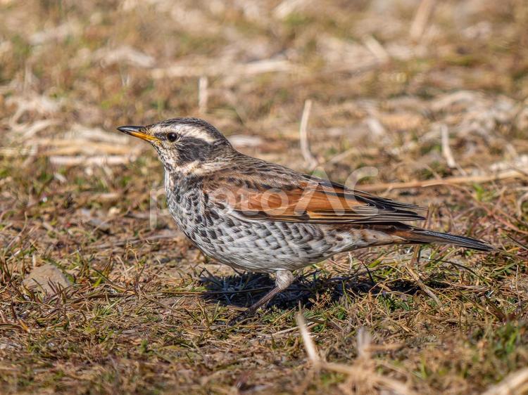 地面を歩くツグミ ツグミ,野鳥,鳥の写真素材