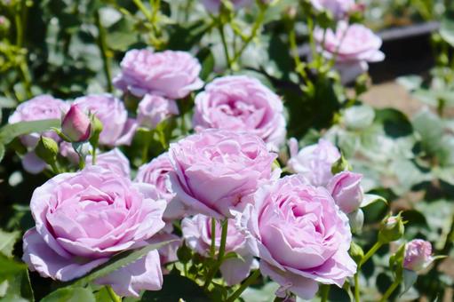 バラの花の写真