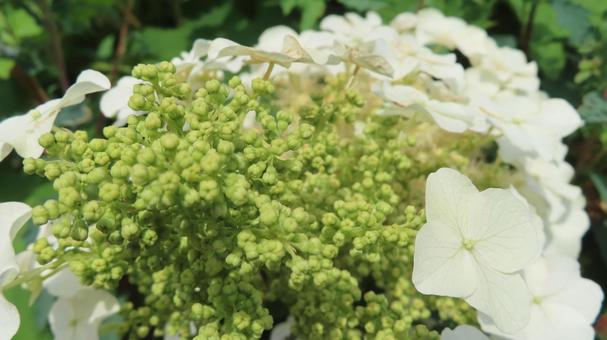 Photo, hydrangea, flower, beautiful, 