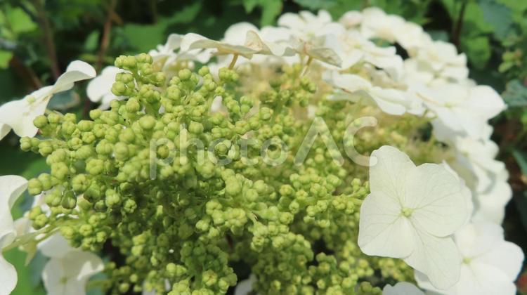 紫陽花 紫陽花,アジサイ,花の写真素材