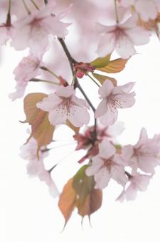 Photo, cherry blossoms, spring, march, 