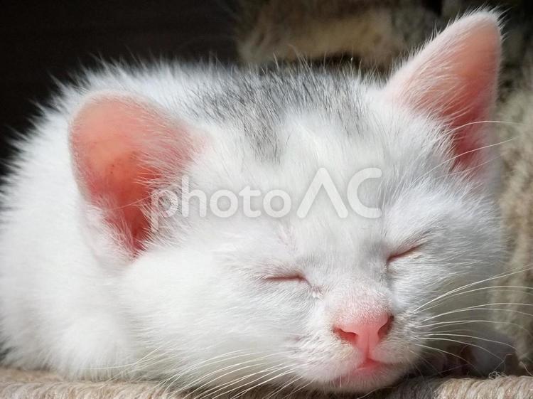 すや♡すや子猫の寝顔 赤ちゃん子猫,ペット,寝顔の写真素材