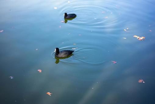 水面に広がる波紋と二羽の鳥 水面,鳥,波紋の写真素材