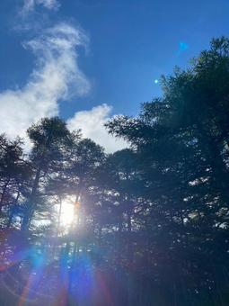 木漏れ日 木漏れ日の写真