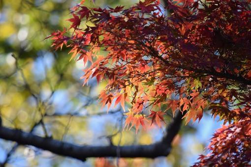 紅葉 紅葉の写真