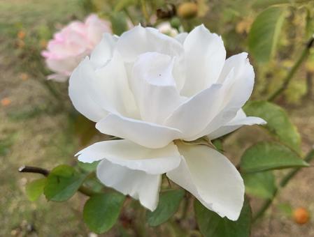 バラ　薔薇　花の写真