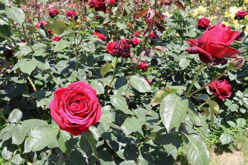 万博記念公園のバラ 万博記念公園のバラ バラ,花,植物の写真素材