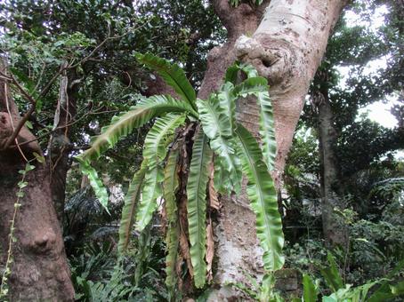 オオタニワタリ (Okinawa)の写真