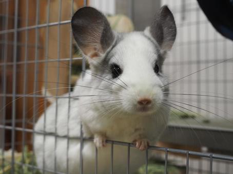 チンチラ ポンちゃん チンチラ ポンちゃん チンチラ,ペット,小動物の写真素材
