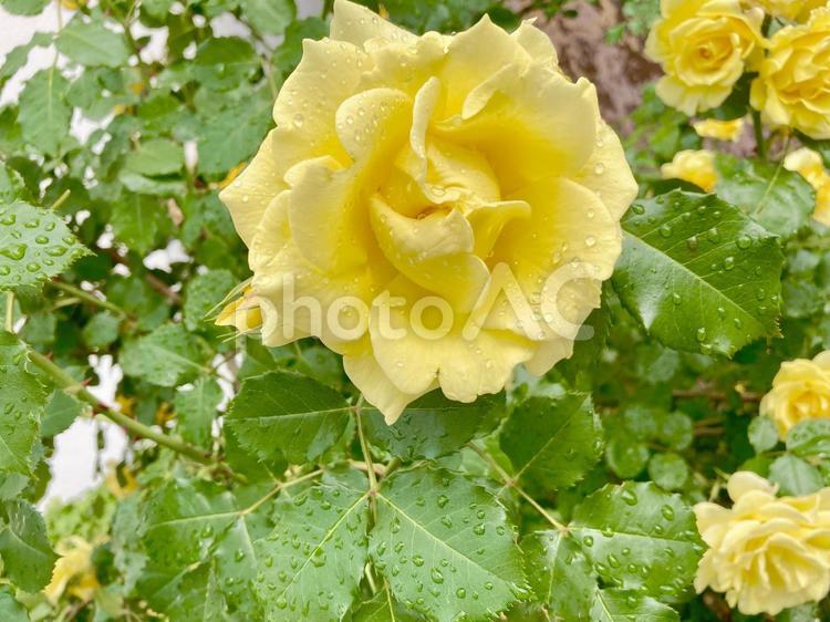 黄色の薔薇と緑の葉 薔薇,黄色,緑の葉の写真素材