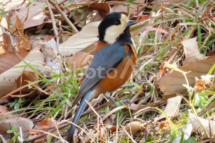 ヤマガラ ヤマガラ,山雀,鳥の写真素材