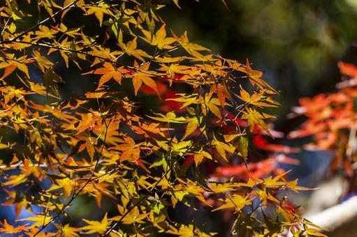 滝頭公園の紅葉6（田原市） イロハモミジ,紅葉,滝頭公園の写真素材