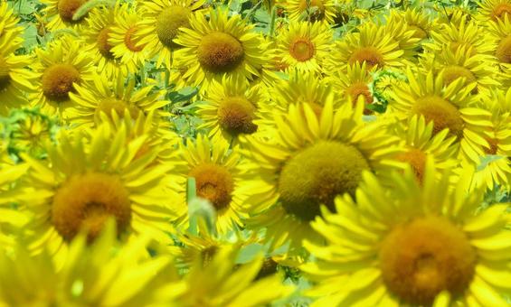 ひまわりの花 ひまわりの花の写真