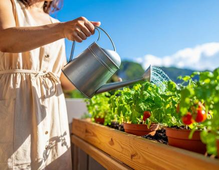 プランターで育つ野菜に水やり プランターで育つ野菜に水やりの写真