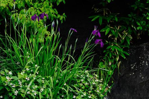 花菖蒲とドクダミの花 花菖蒲,ドクダミ,東京ミッドタウンの写真素材