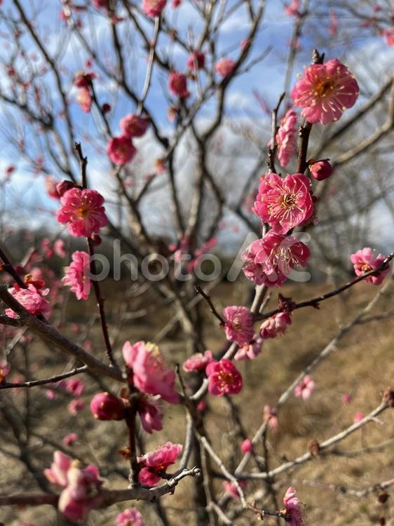 梅の花と木 梅の花,梅,花の写真素材