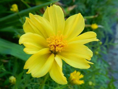 【花の写真】コスモス（秋桜）の写真