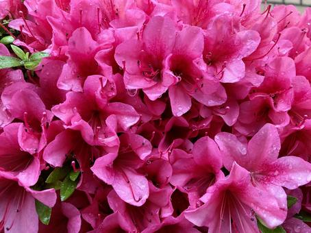 Satsuki on a rainy day, JPG Satsuki on a rainy day, satsuki, flower, pink, JPG
