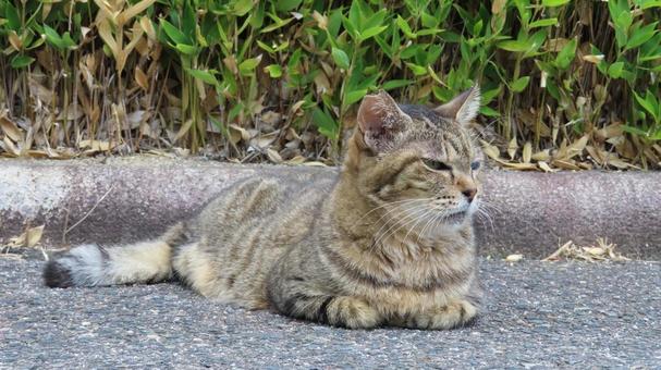 香箱座りで夕涼みしているもふもふな猫様 香箱座りで夕涼みしているもふもふな猫様の写真