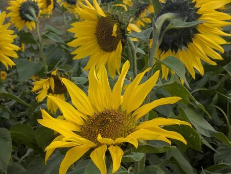 冬の向日葵 冬の向日葵,冬,自然の写真素材