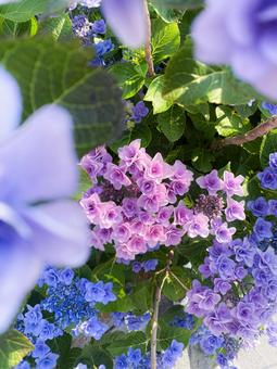 Photo, hydrangea, multicolored, during the rainy season, 