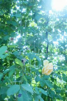 逆光のつるバラ 逆光のつるバラ 薔薇,ばら,つるバラの写真素材