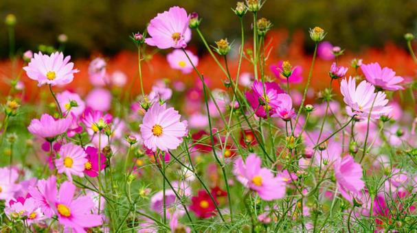コスモス畑 コスモス,花,赤の写真素材