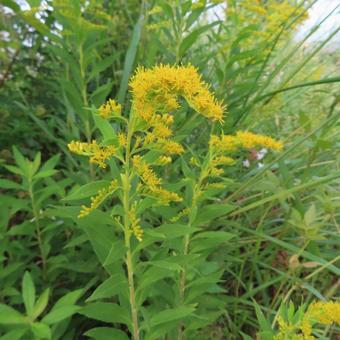 セイタカアワダチソウ（背高泡立草） セイタカアワダチソウ,背高泡立草,花の写真素材