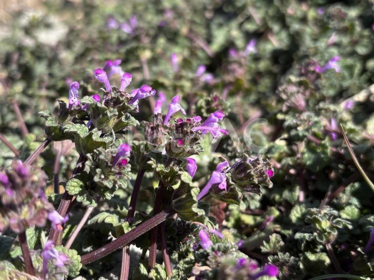 ホトケノザの花 ホトケノザ,花,紫の写真素材
