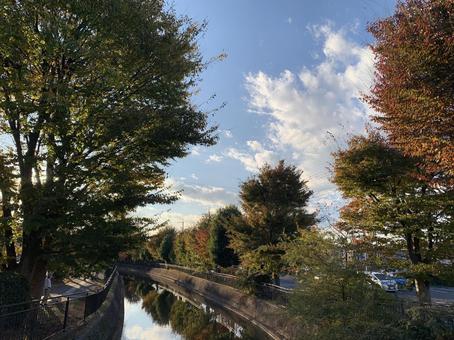 紅葉 紅葉の写真