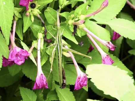 花にとまるバッタ 花にとまるバッタの写真
