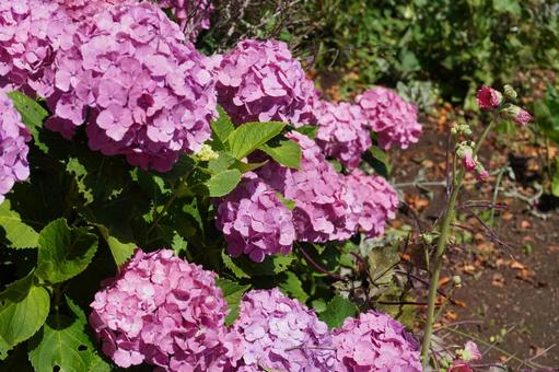紫陽花 紫陽花の写真