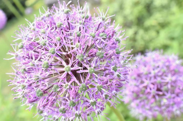 アリウムギガンチウムの花 紫色,花,丸いの写真素材