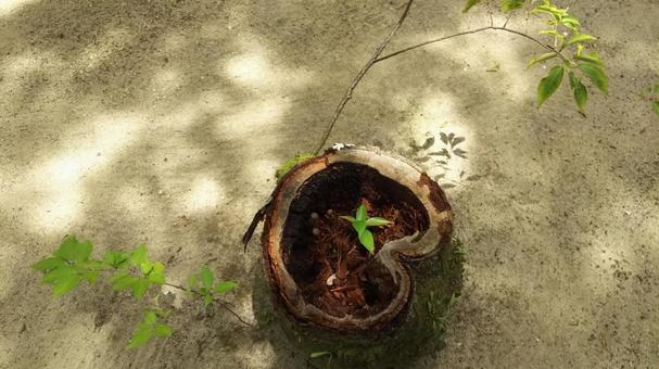 切り株 切り株,自然,植物の写真素材