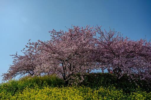 みさと梅林周辺の景色 みさと梅林,善地会場,河津桜の写真素材